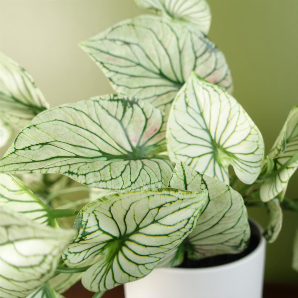 Leaf Trailing Variegated Potted Alocasia Artificial Plant in Pot 30cm Image 5