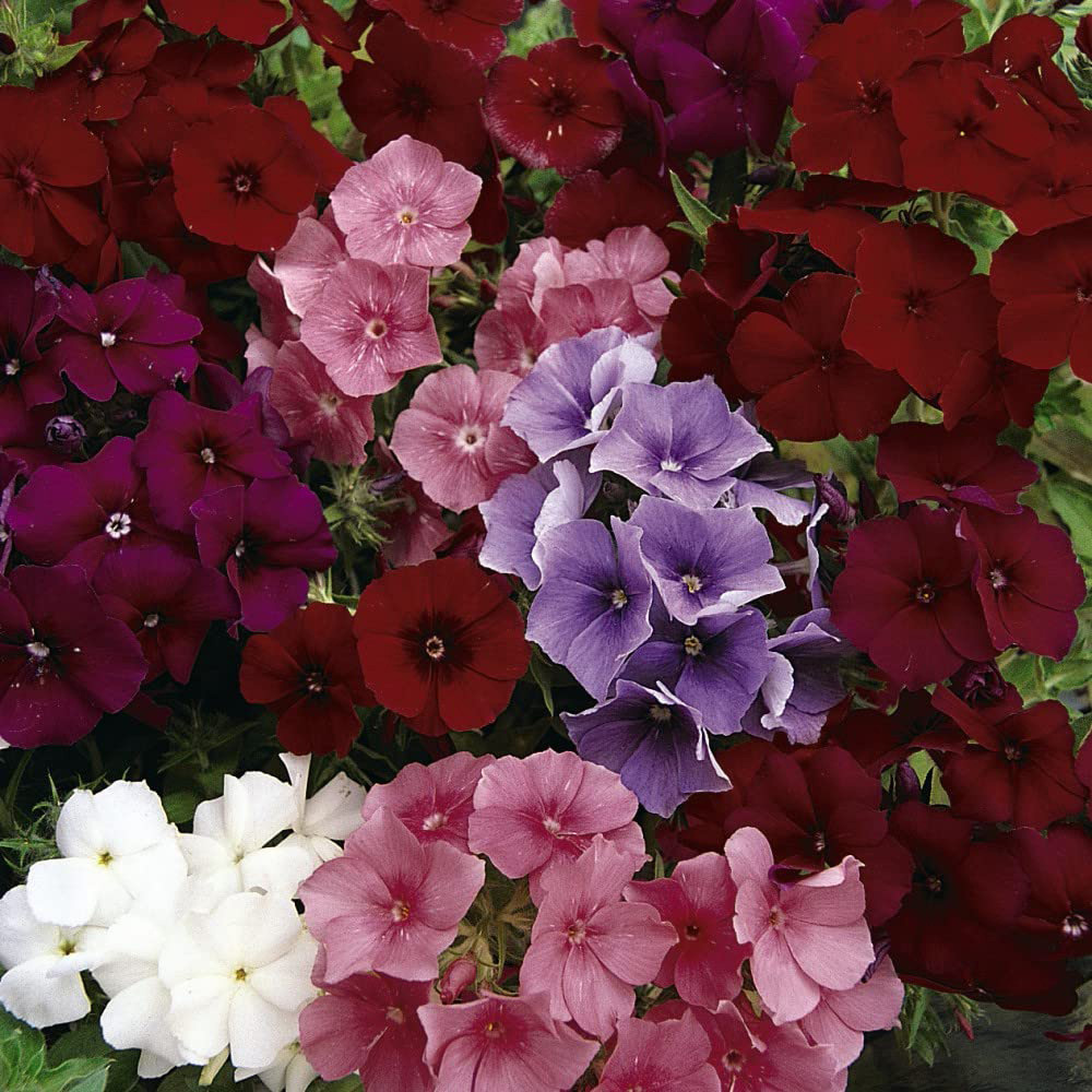 Thompson & Morgan Phlox Drummondii Dwarf Beauty Mixed Seed Packet Image