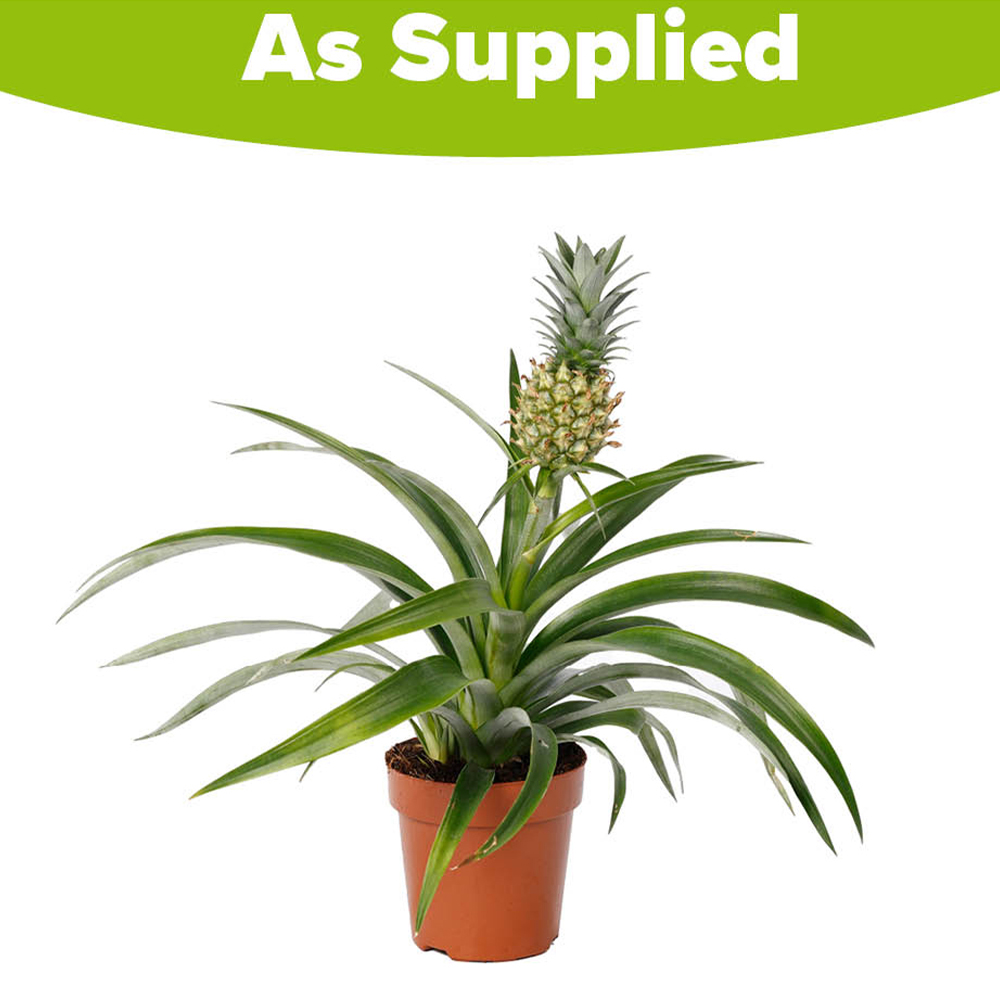YouGarden Pineapple Plant Pot 12cm Image 4