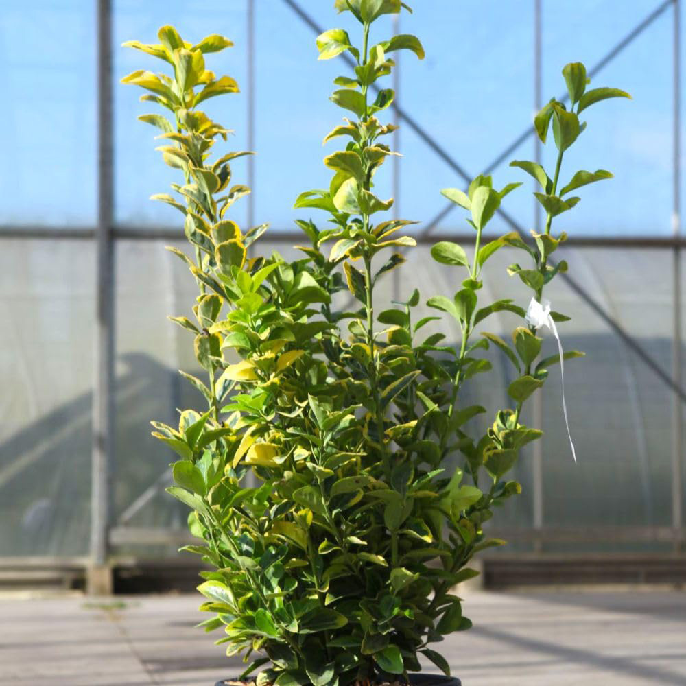 Thompson and Morgan Euonymus Japonicus Aureus Plant Pot 10L Image 1