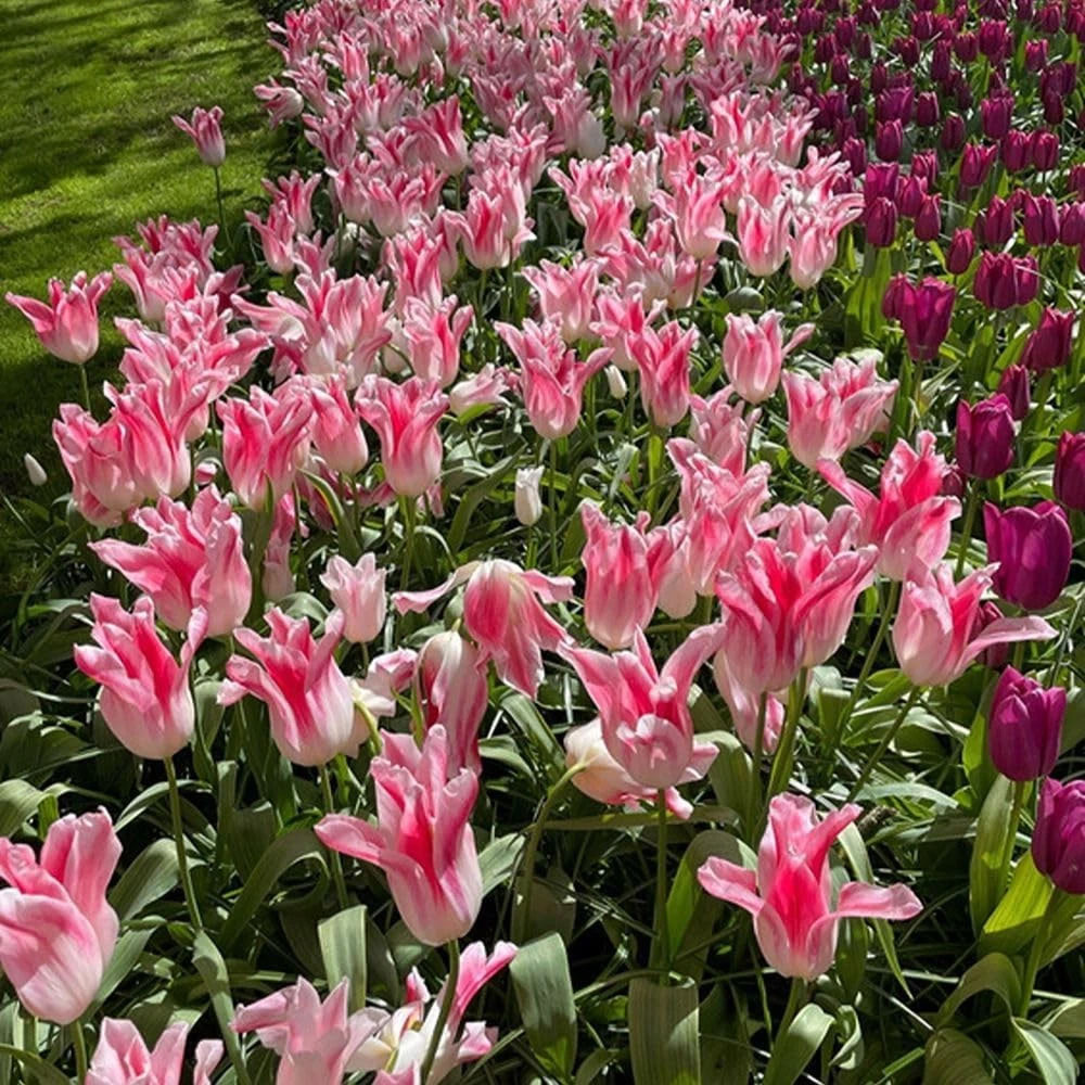Thompson and Morgan Tulip Holland Chic Planting Bulb 16 Pack Image 3