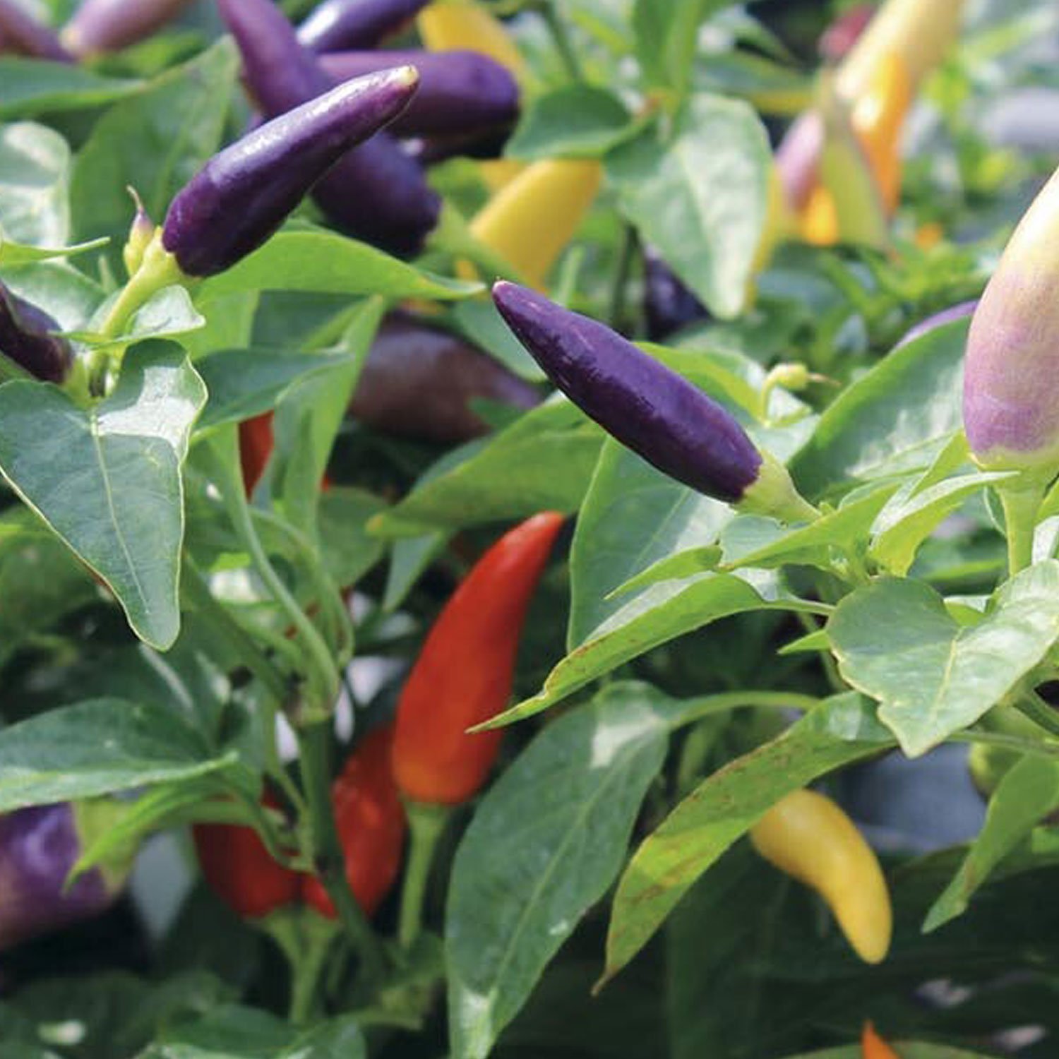 Johnsons Pepper Jazz Vegetable Seeds Image 1