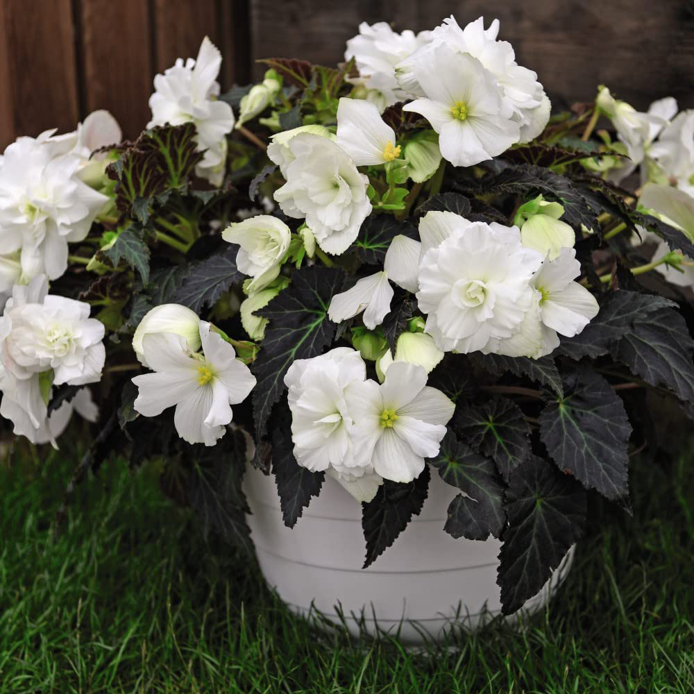 Thompson and Morgan Begonia Nonstop Joy Mocca White Garden Ready Plant 15 Pack Image 3
