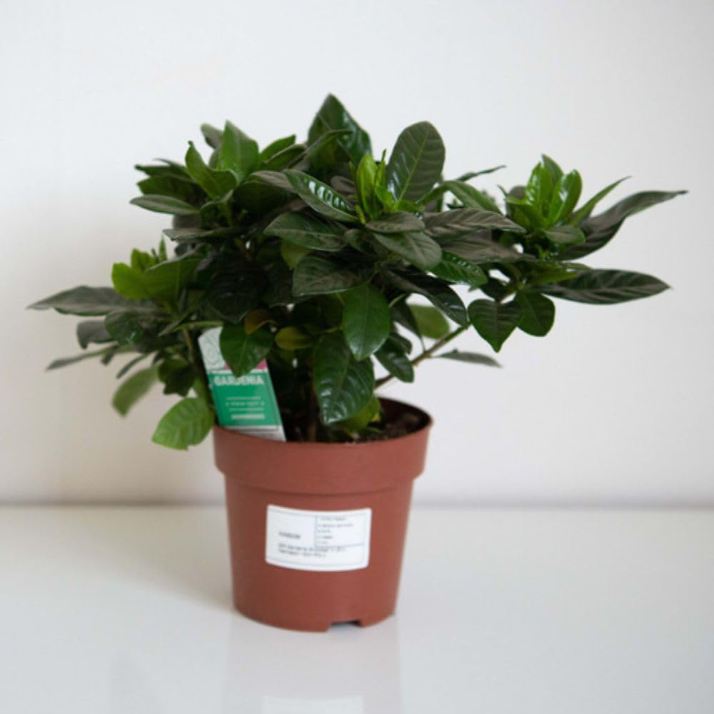 Thompson and Morgan Christmas Gift Gardenia Snowball Plant Pot 13cm Image 4