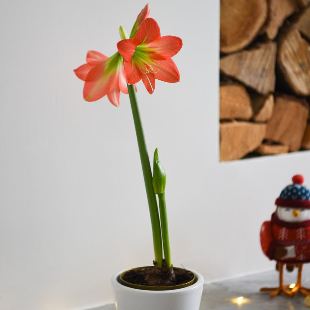 Thompson and Morgan Christmas Gift Amaryllis Hippeastrum Colibri Rascal Plant Pot 10cm Image 2