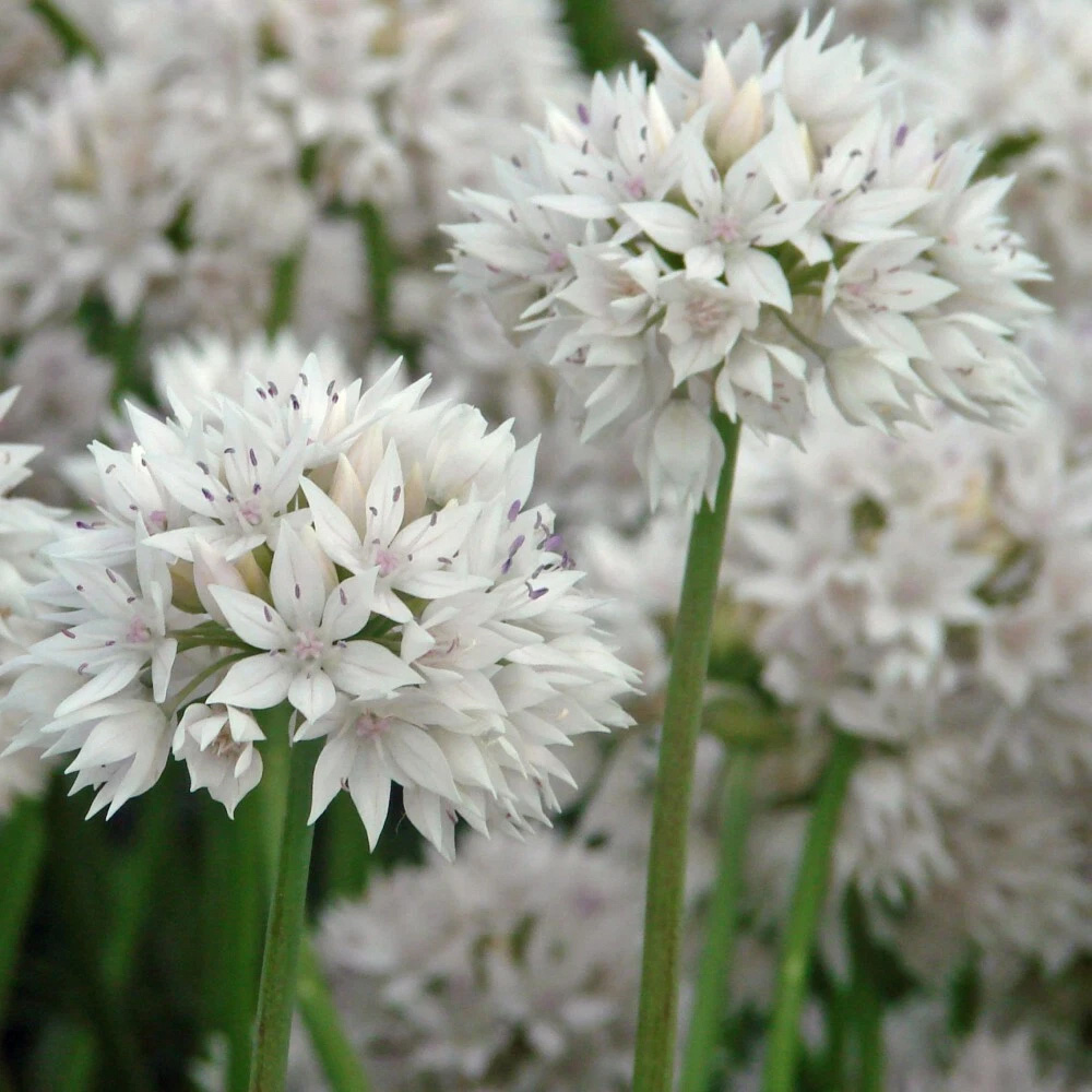 Thompson and Morgan Allium Graceful Beauty Planting Bulb 32 Pack Image 4