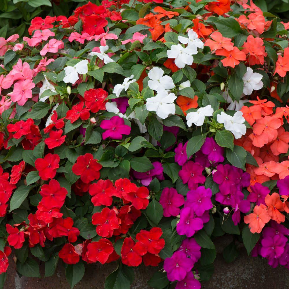 Thompson and Morgan Garden Ready Bedding Collection Garden Ready Plant 60 Pack Image 5