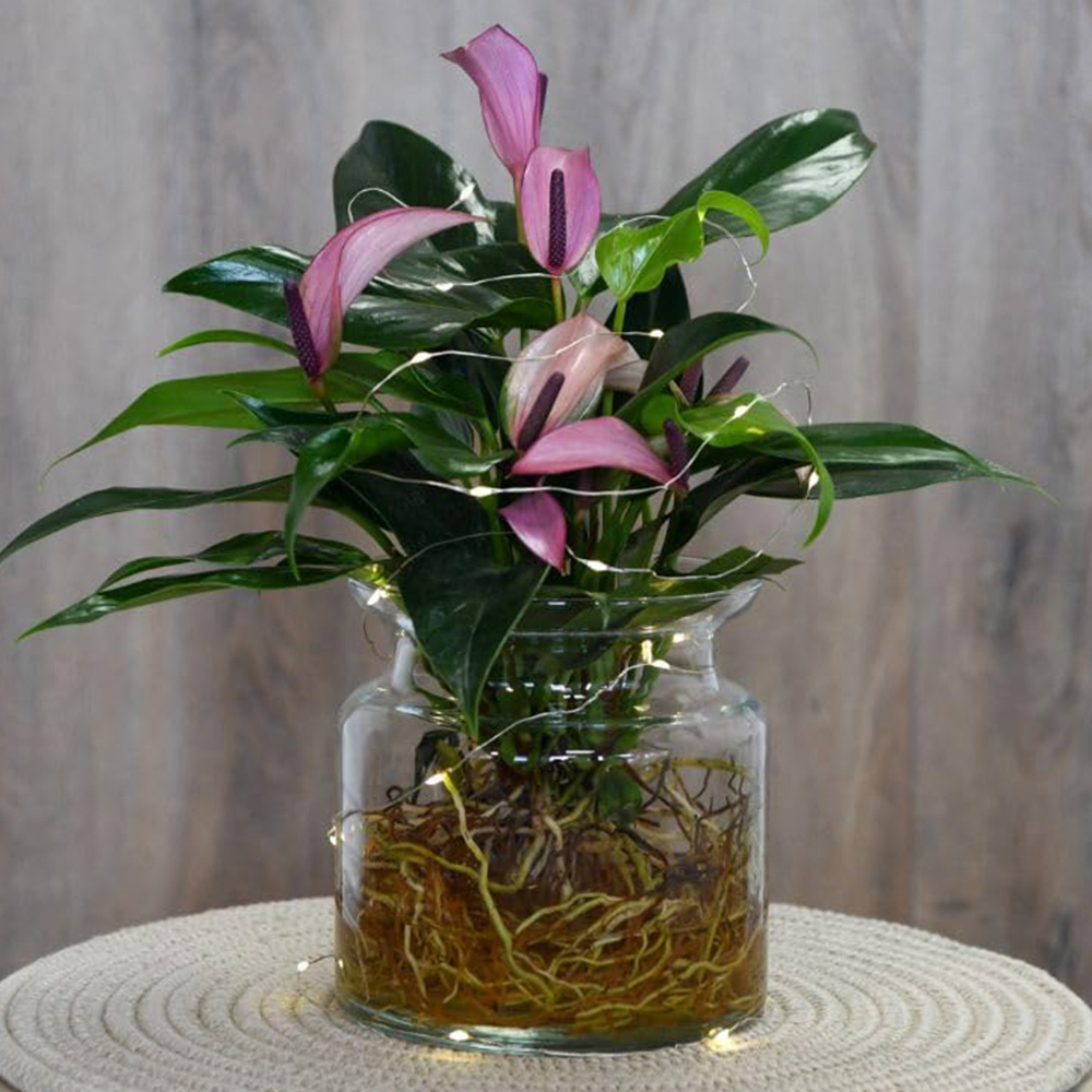 Thompson and Morgan Anthurium Aqua Mauve Zizou in Sierglass Plant Pot 12cm 2 Pack Image 1