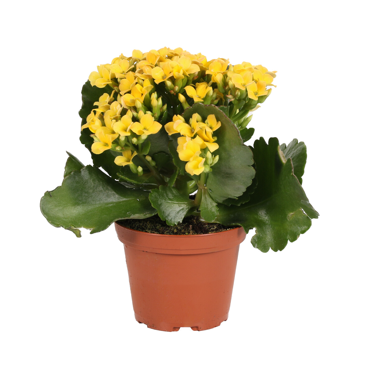 Pack of 4 Kalanchoe Plants Image
