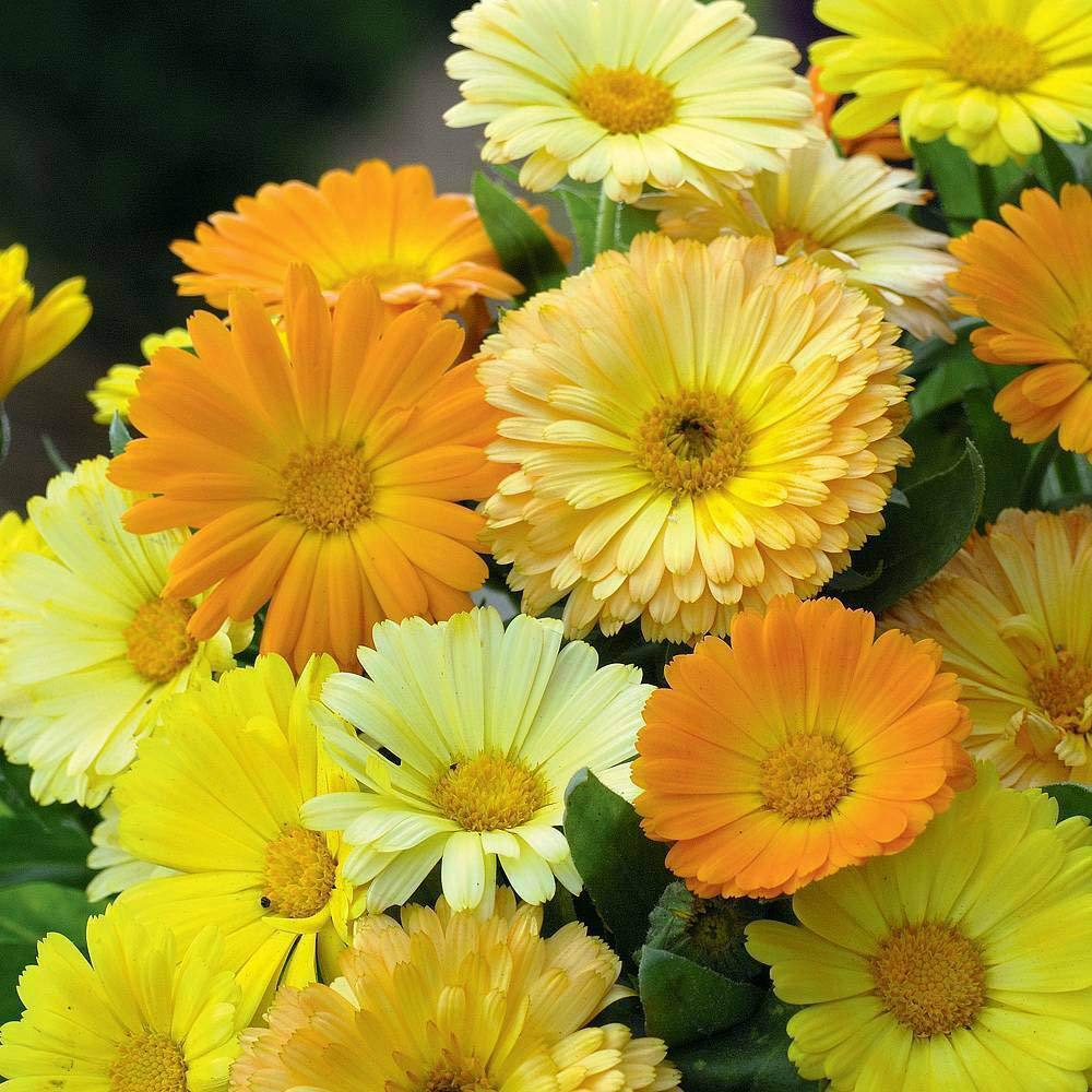 Thompson & Morgan Calendula Fruit Twist Seeds Image