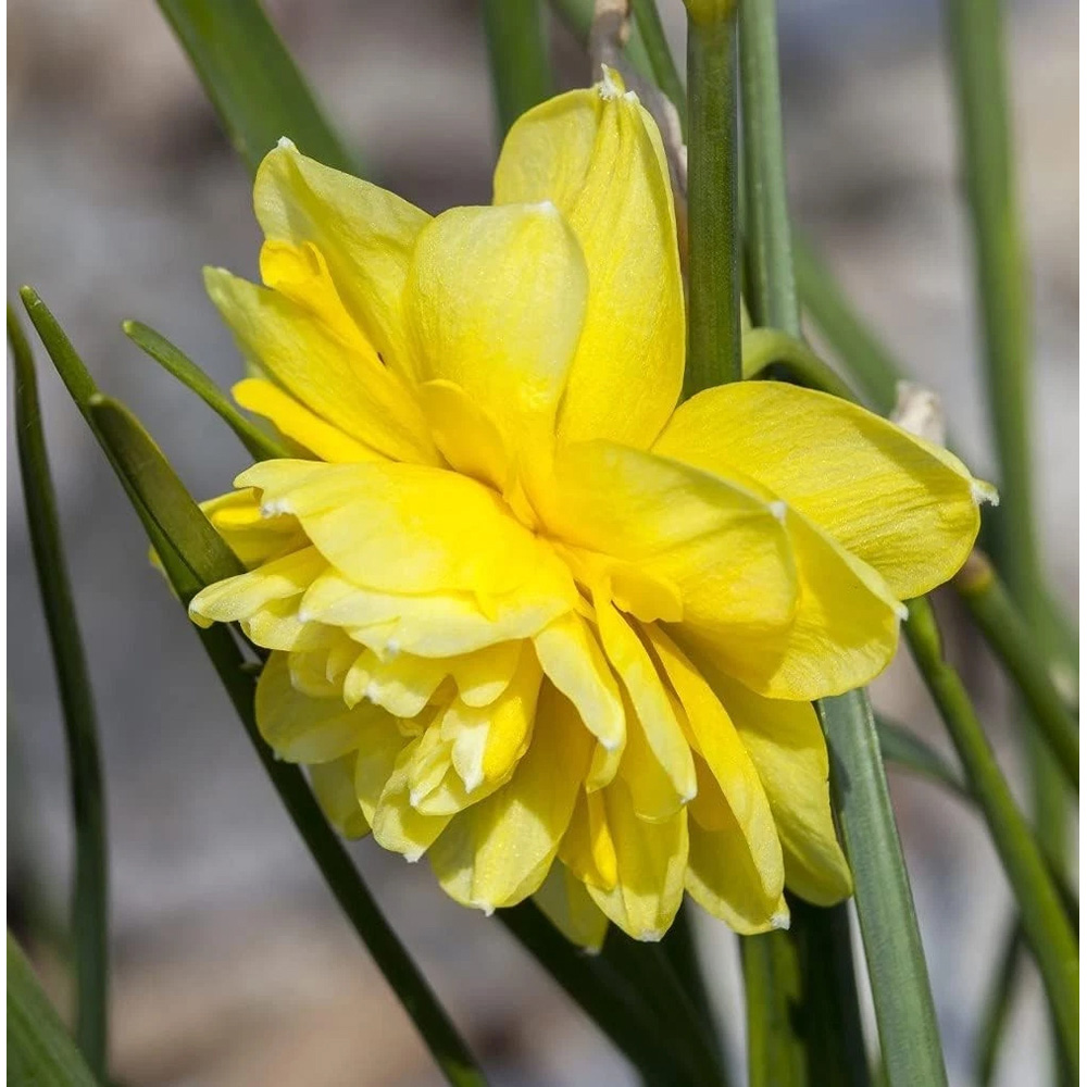 Thompson and Morgan Daffodil Cornish Pencrebar Planting Bulb 8 Pack Image 4