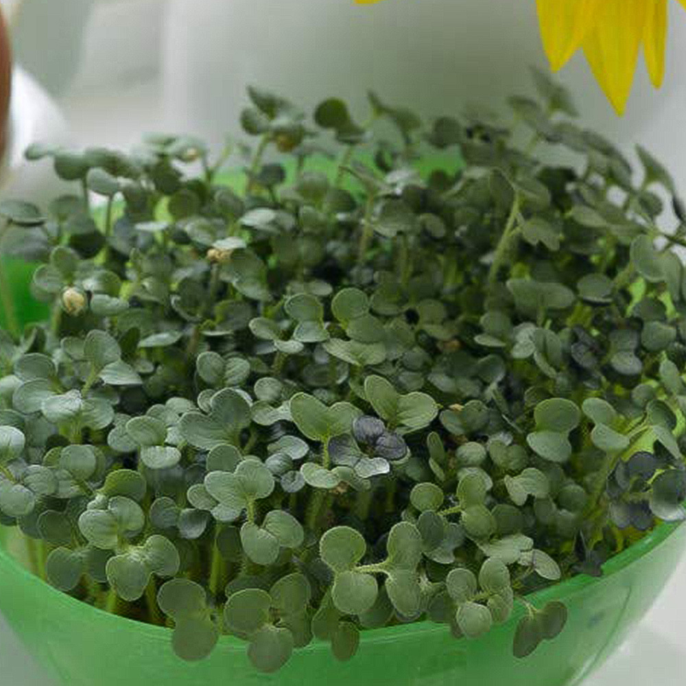 Thompson and Morgan Mustard Cress Seeds Image 1
