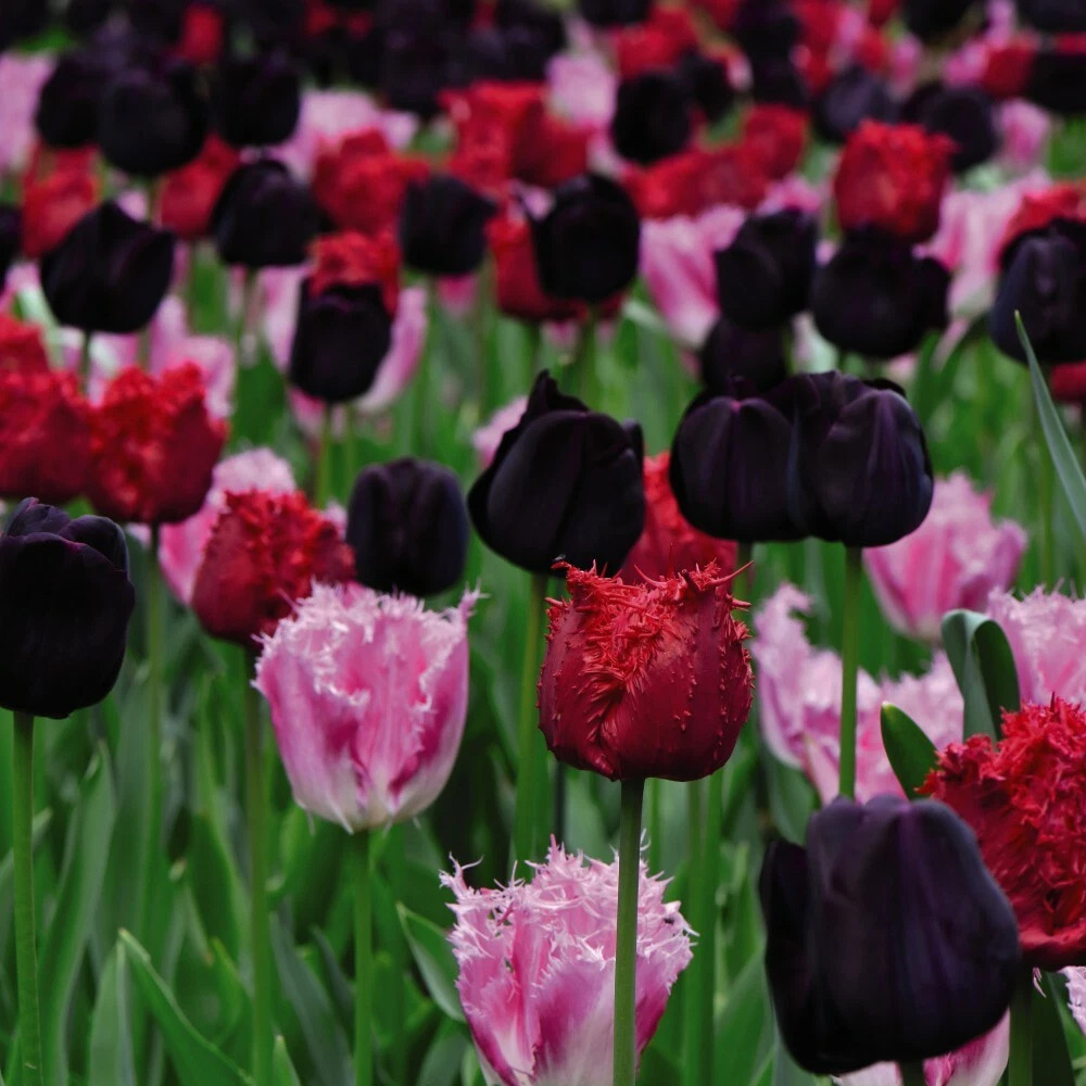 Thompson and Morgan Tulip Berry Sorbet Mixed Planting Bulb 32 Pack Image 3