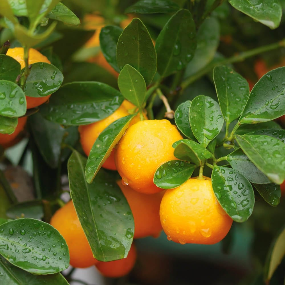 YouGarden Citrus Calamondin Tree in Pot Image 1