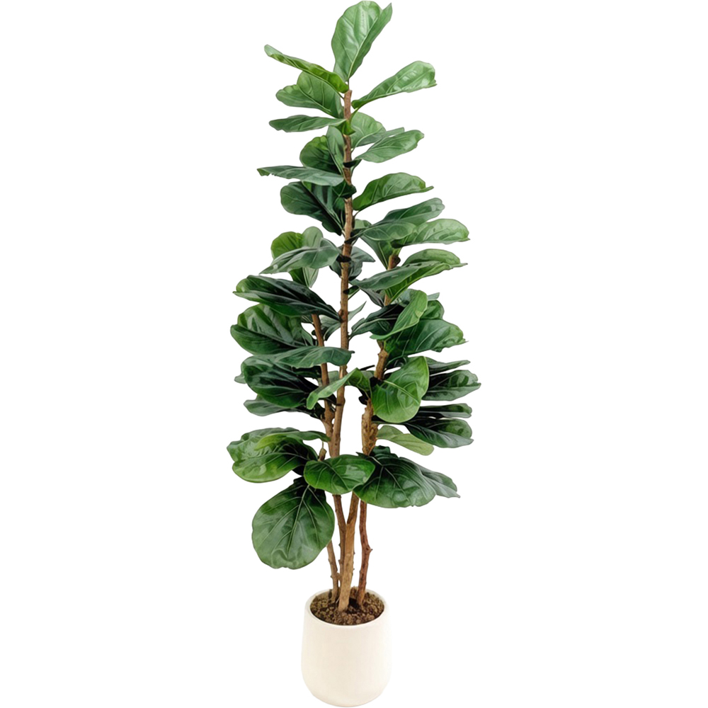 Fiddle Tree in Pot Image 1