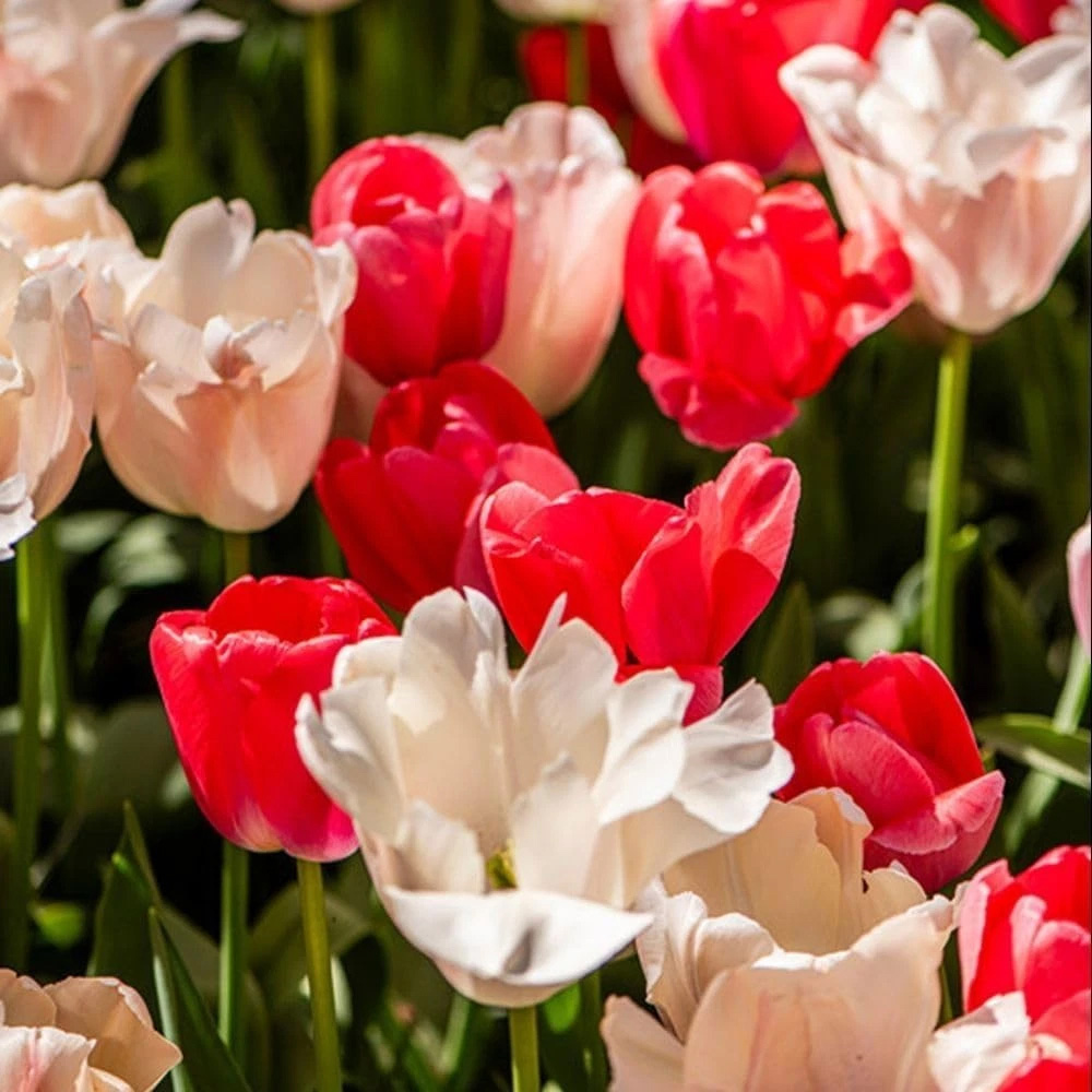 Thompson and Morgan Tulip Strawberries and Cream Collection Planting Bulb 20 Pack Image 2