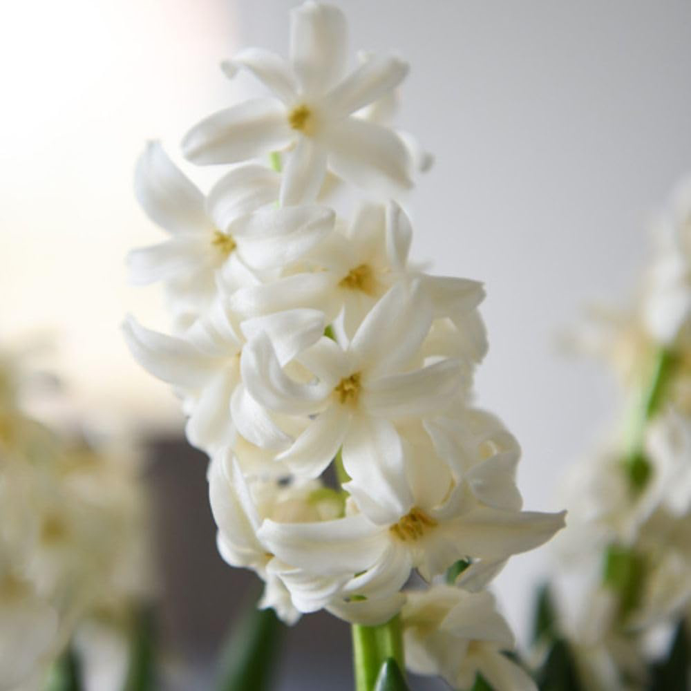 Thompson and Morgan Christmas Gift Hyacinth White Pearl 5 Planting Bulb in Pot Image 7