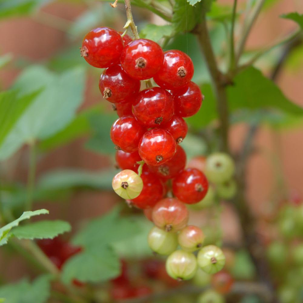 Thompson and Morgan Redcurrant Jonkheer Van Tets Plant Pot 3L 2 Pack Image 1