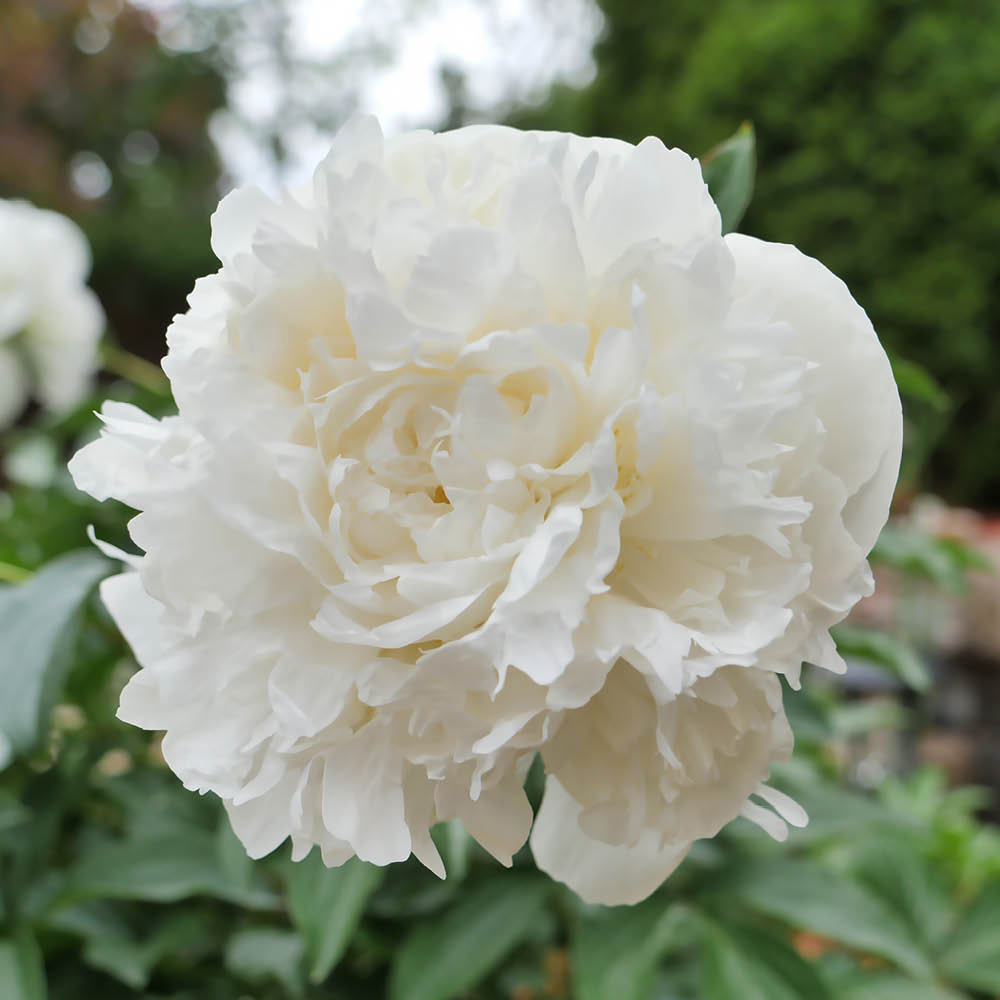 YouGarden Peony Duchesse De Nemours Bare Root Image 1