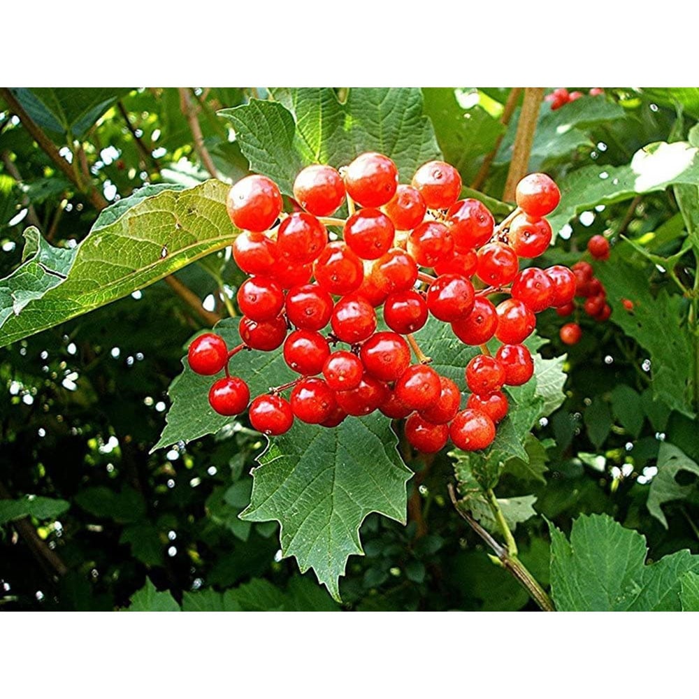 Inspirational Gifting Guelder Rose Bare Root Hedge Plant Sapling 3ft 5 Pack Image 5