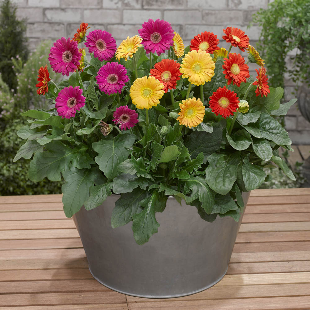 YouGarden Hardy Gerbera Garvinea Collection Plant Pot 7cm 6 Pack Image 2