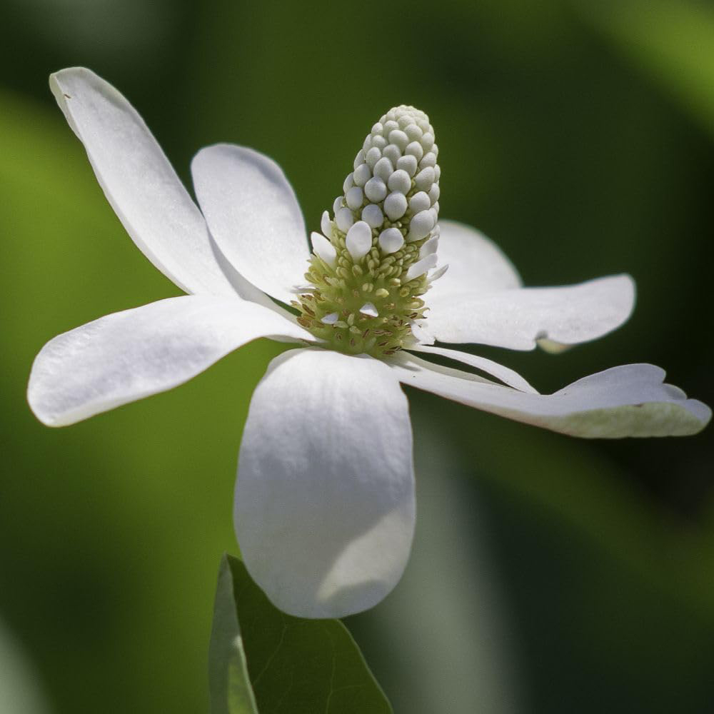Thompson and Morgan Anemopsis Californicum Plant Pot 9cm 3 Pack Image 2