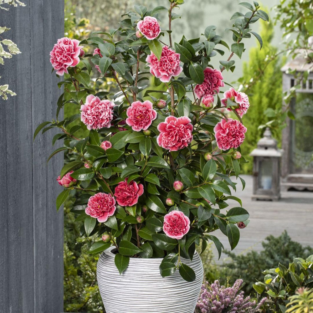 Thompson and Morgan Camellia Japonica Volunteer Plant Pot 15cm Image 2