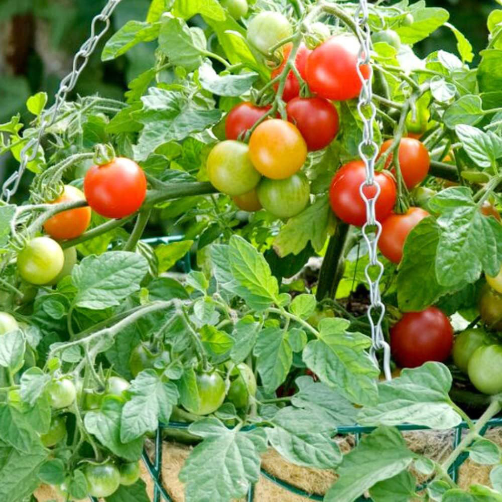 Thompson & Morgan Tomato Patio Tumbling Bella Postiplug Plant 6 Pack Image 3