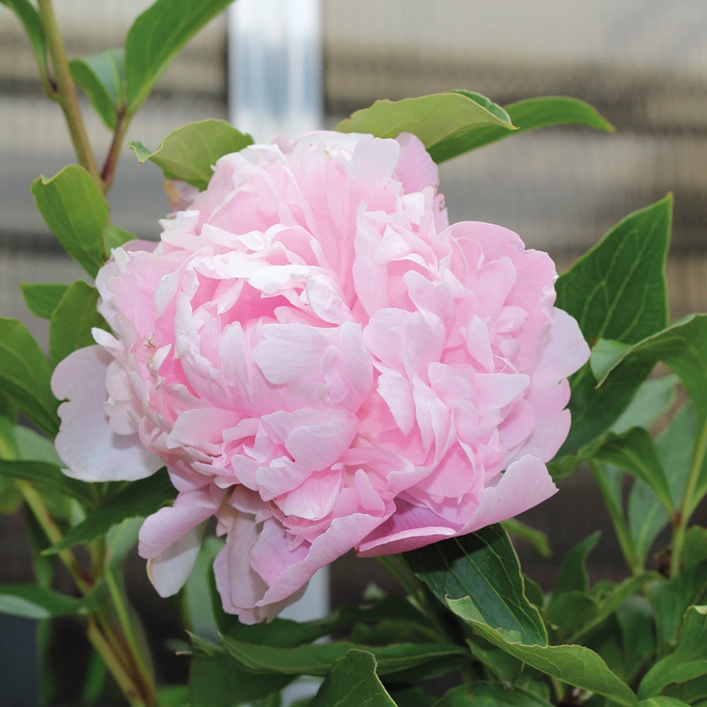 Thompson and Morgan Paeonia Double Pink Plant Pot 9cm Image 3