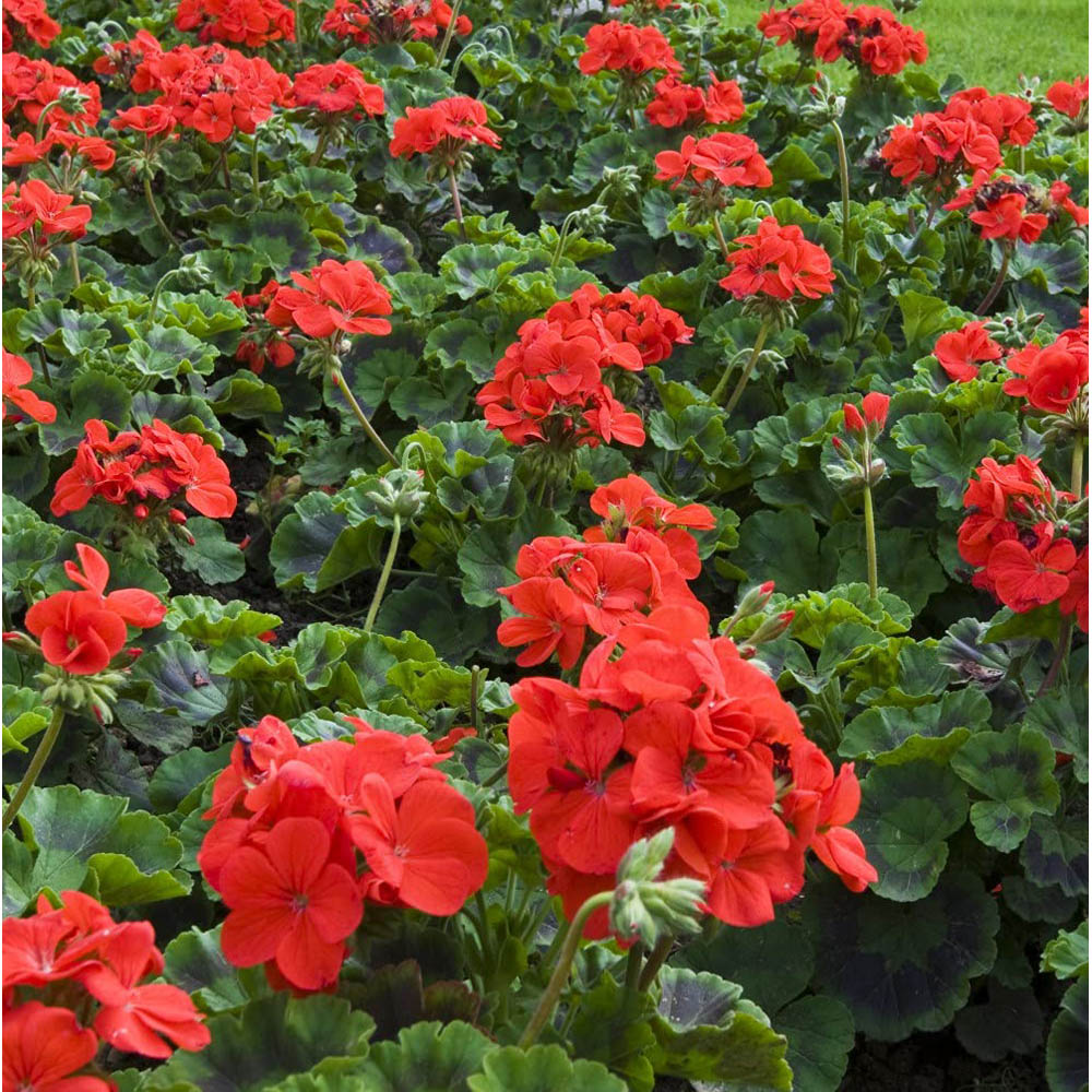 Thompson and Morgan Geranium Best Red Plant Plug 72 Pack Image 3