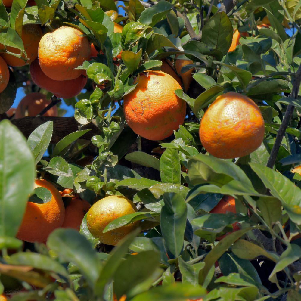 Thompson and Morgan Citrus Tree Lime Rangpur Plant Pot 5L Image 1