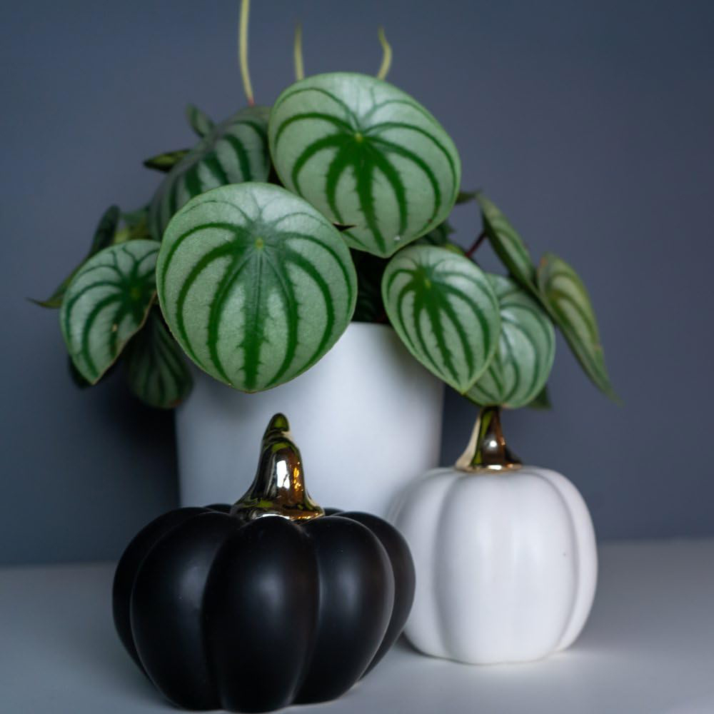 Thompson and Morgan Peperomia Argyreia Plant Pot 12cm Image 3