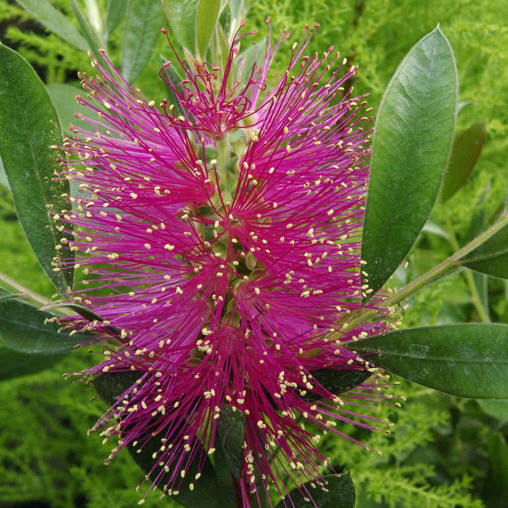 YouGarden Callistemon Viminalis Hot Pink Plant Image 2