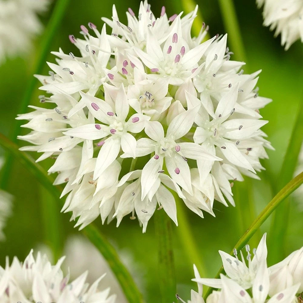 Thompson and Morgan Allium Collection Planting Bulb 400 Pack Image 6
