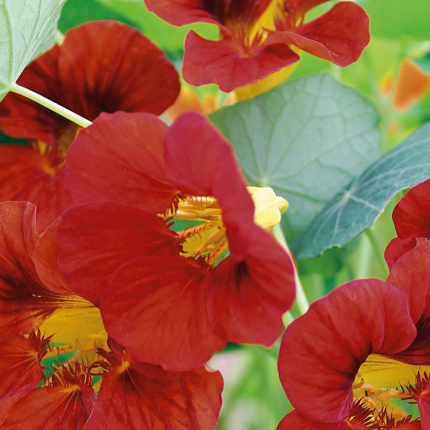 Johnsons Nasturtium Mahogany Gleam Flower Seeds Image 1