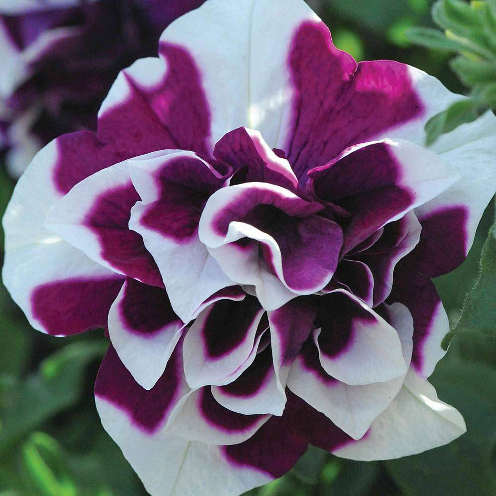 Thompson and Morgan Petunia Tumbelina Frills and Spills Damson Ripple Postiplug Plant 5 Pack Image 1