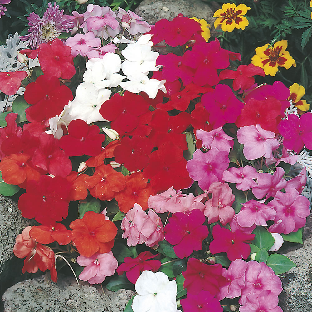 Johnsons Busy Lizzie Special Mix Flower Seeds Image 1