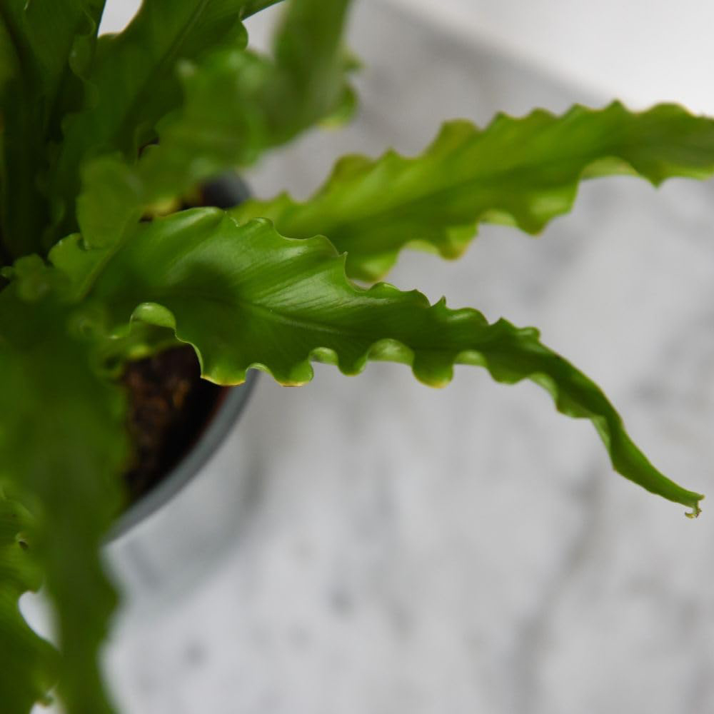 Thompson and Morgan Asplenium Antiquum Osaka Plant Pot 12cm 2 Pack Image 4