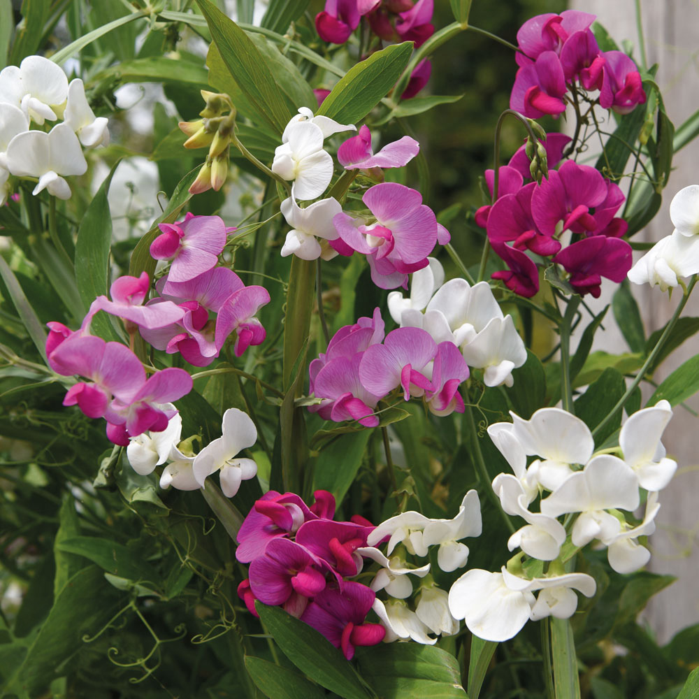 Thompson & Morgan Perennial Sweet Pea Promo New Kew Range Seeds Image 1