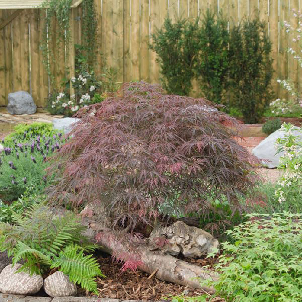 Thompson & Morgan Acer Palmatum Dissectum Garnet Plant Pot 7.5L Image 2