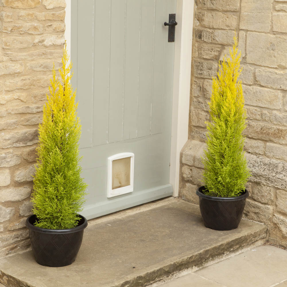 YouGarden Monterey Cypress Goldcrest Plant Pot 10.5cm 3 Pack Image 1