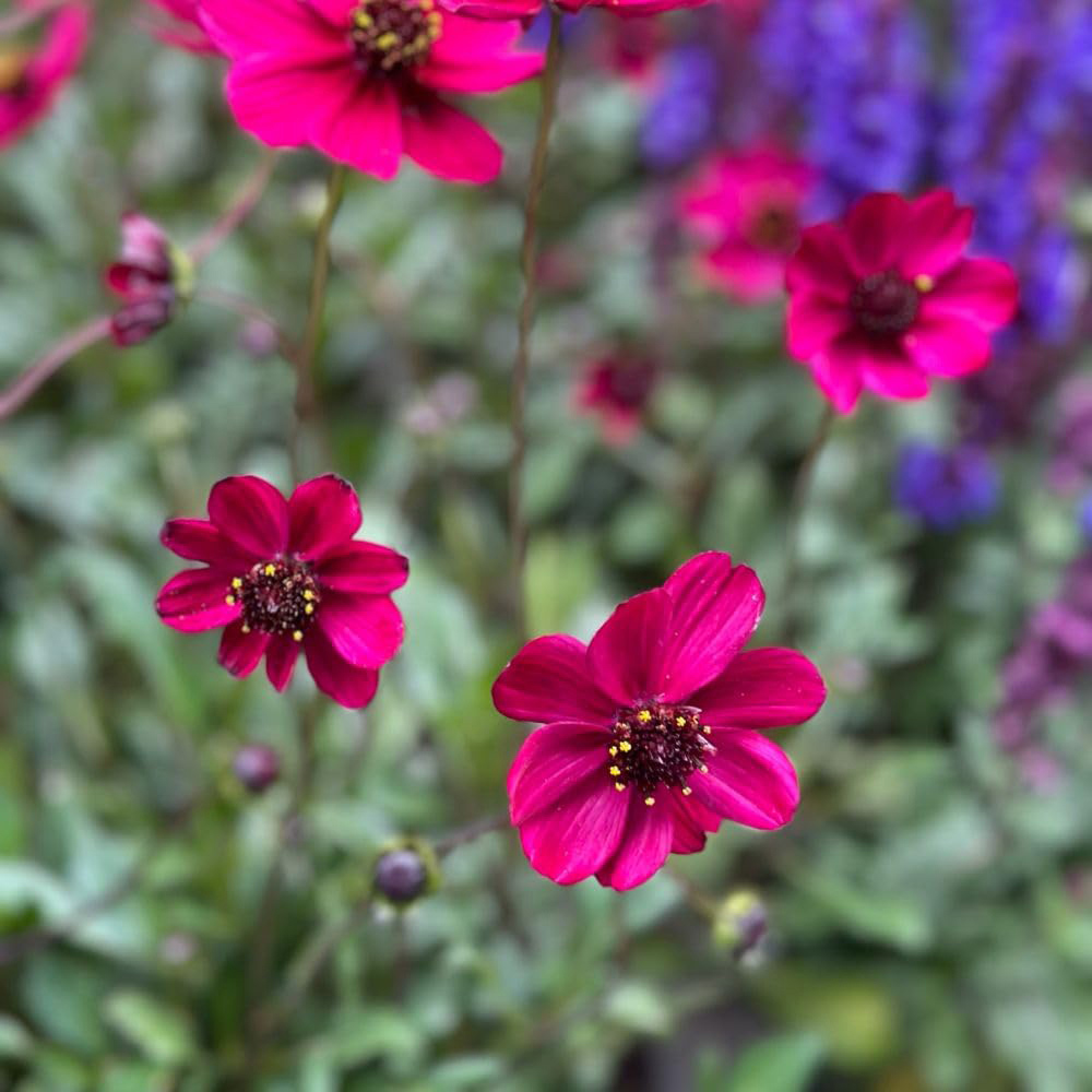 Thompson and Morgan Cosmos Atrosanguineus Cherry Chocolate Plant Pot 2L Image 3