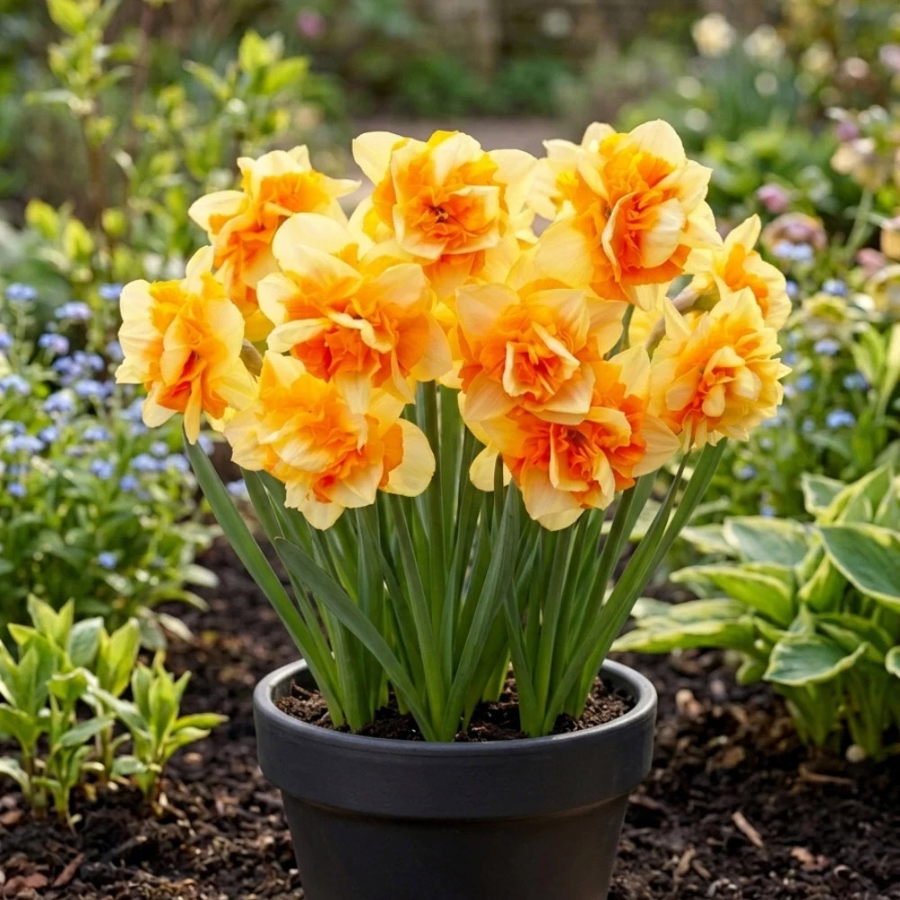 Thompson and Morgan Daffodil Sun Catchers Spring Planting Bulb 8 Pack Image 3