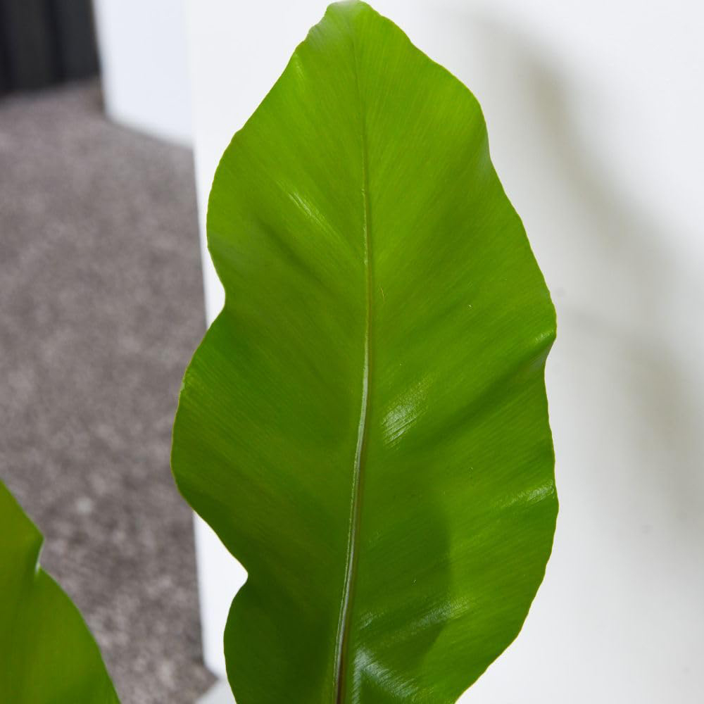 Thompson and Morgan Asplenium Nidus Plant Pot 12cm 2 Pack Image 4