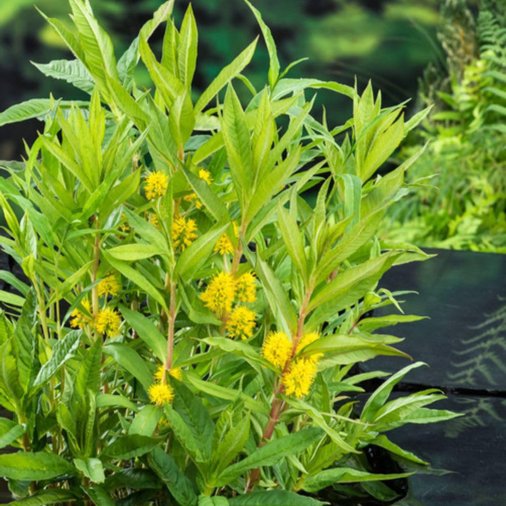 Thompson and Morgan Lysimachia Thyrsiflora Plant Pot 9cm Image 3