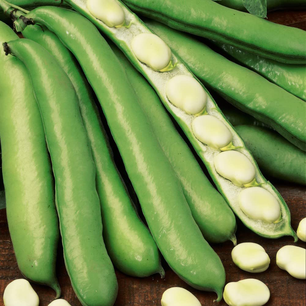 Thompson and Morgan Broad Bean Witkiem Seeds Image