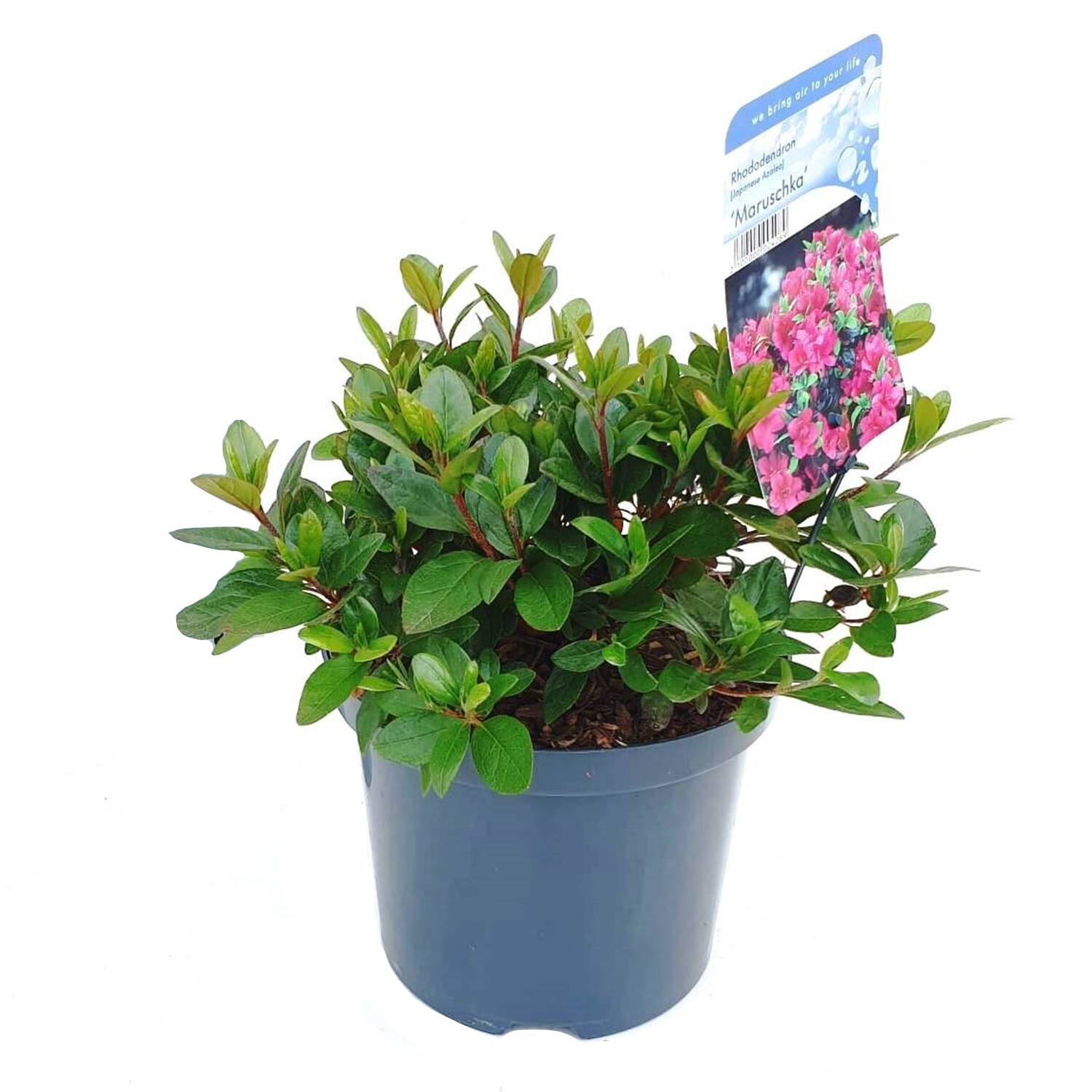 Azalea Japonica Marushka - Pink Image