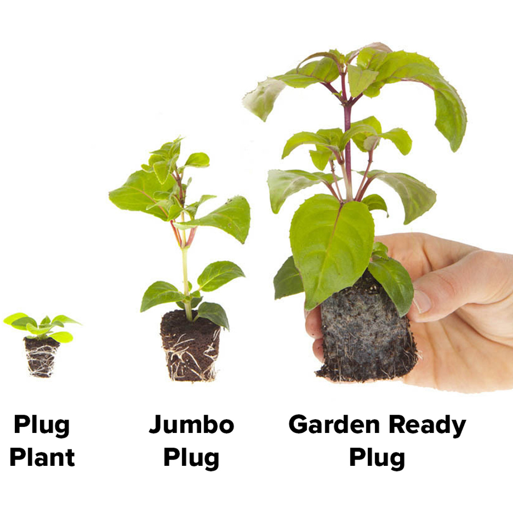 wilko Sweet William Vesuvio Garden Ready Plant 20 Pack Image 2