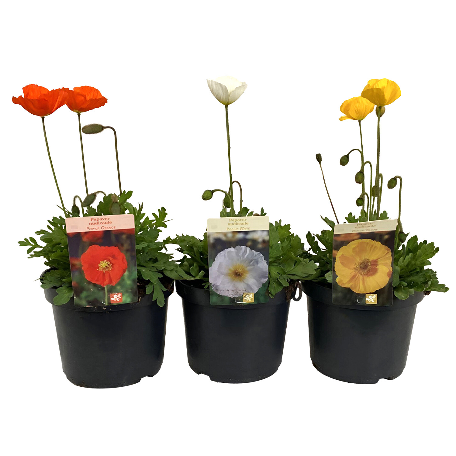 Perennial Papaver Mix 19cm  - Multicolour Image