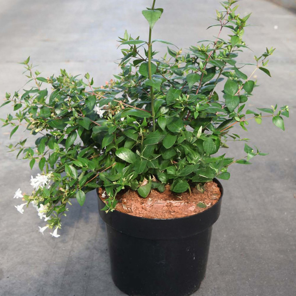 Thompson and Morgan Abelia Grandiflora Plant Pot 3.5L Image 2